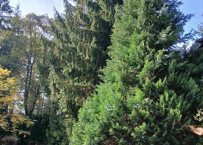 Planinska Kucica Srce 펜션 즐라티보